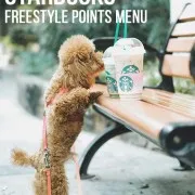 ww starbucks drinks with a dog