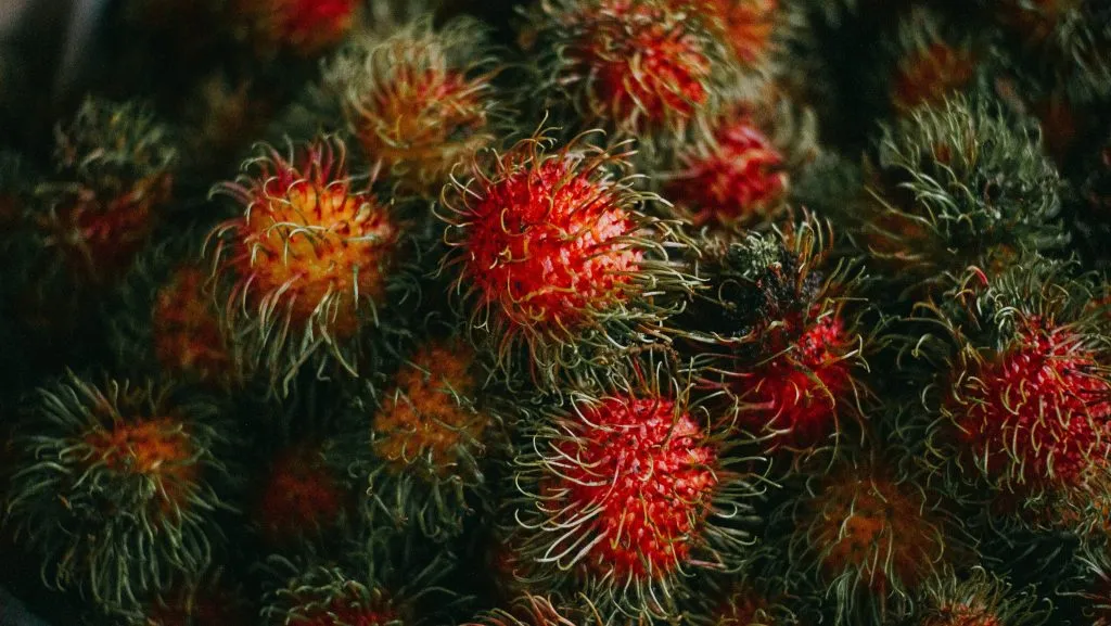 Rambutan