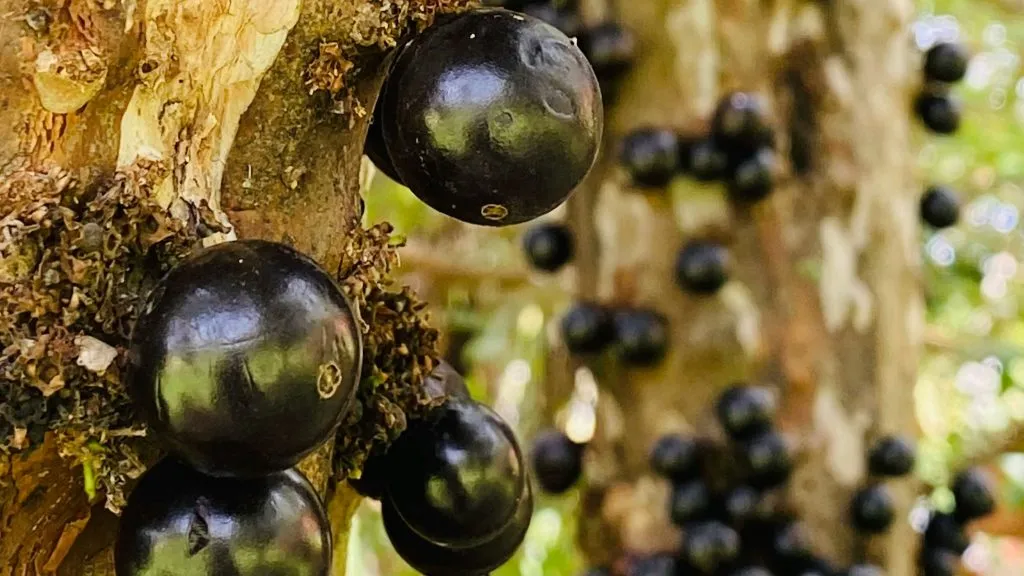 Jabuticaba