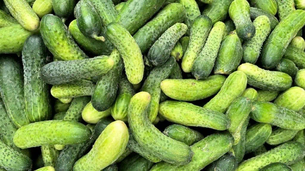Cucumbers and Their Watery Woes