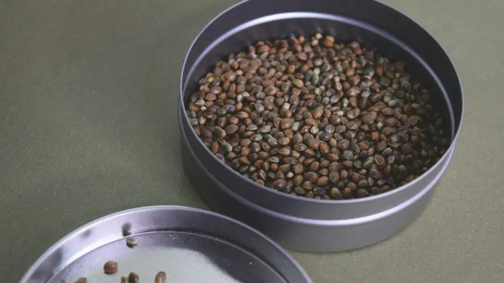 Hemp Seeds: The Plant Powerhouse