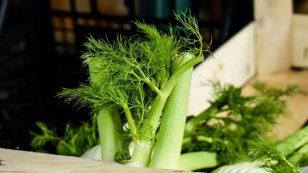 Fennel