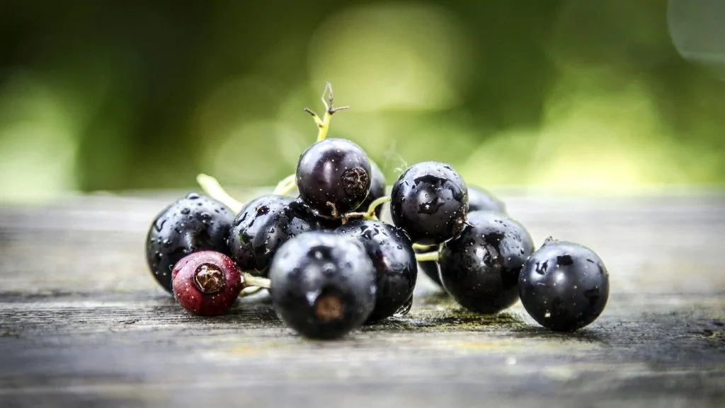 Blackcurrants