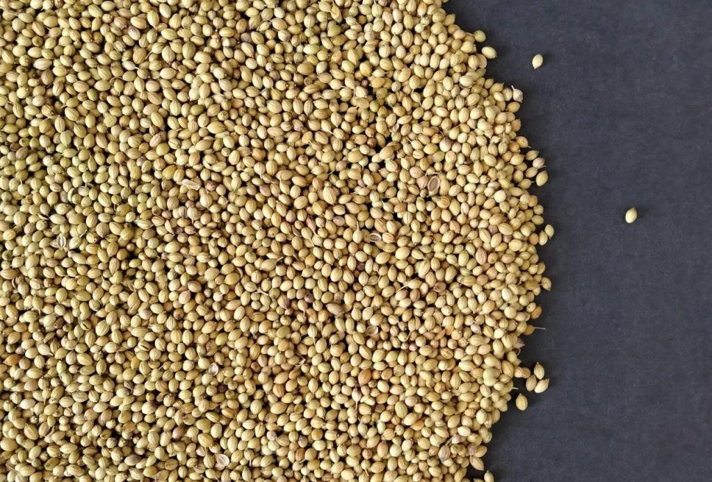 Top view of coriander seeds spread on a dark surface, highlighting texture and pattern.