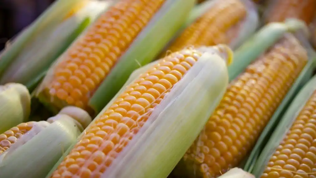 Corn