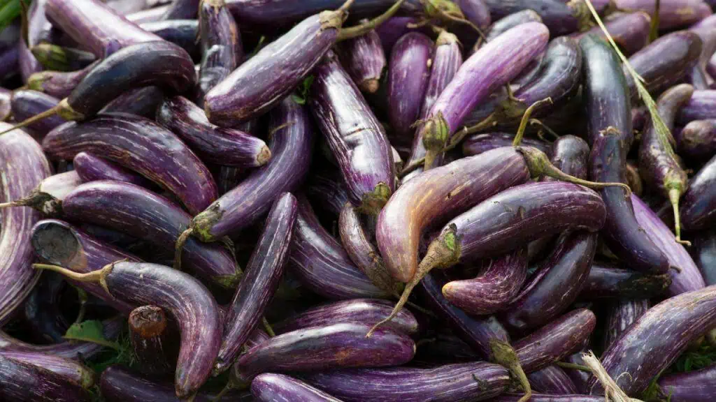 Eggplant Enigma