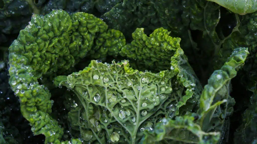 Kale: The Leafy Green Superstar