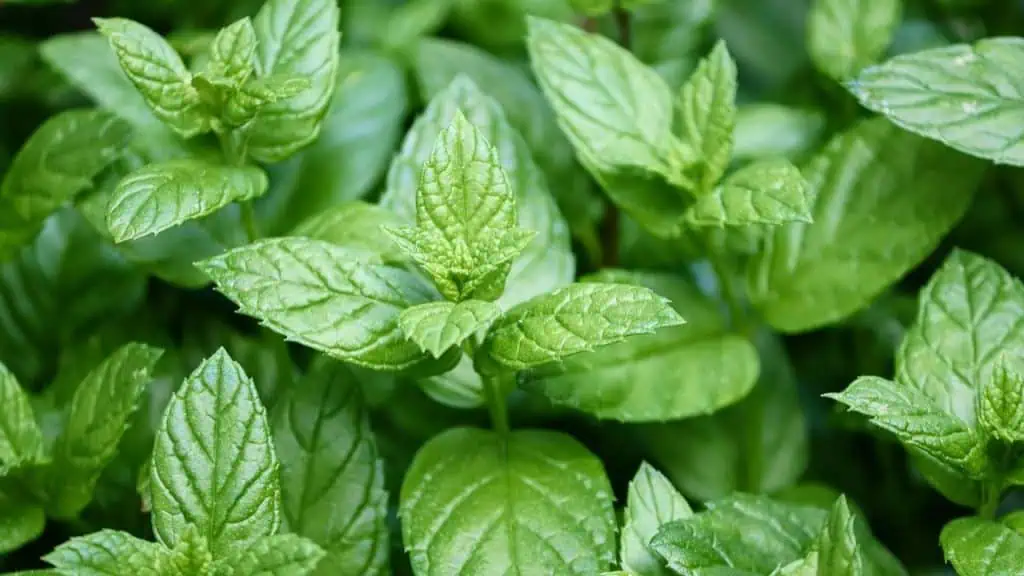 Peppermint: Cool and Calming