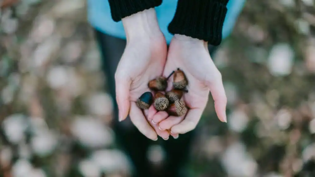 Acorns: The Ancient Superfood