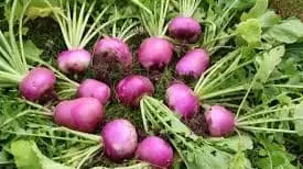 Turnips