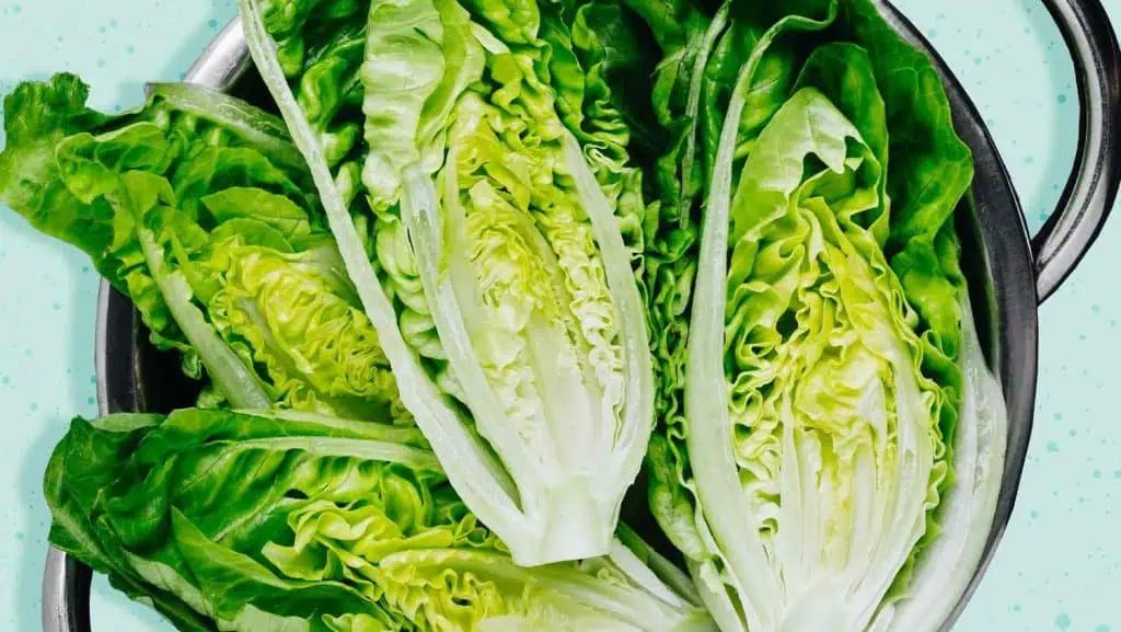 Romaine Lettuce