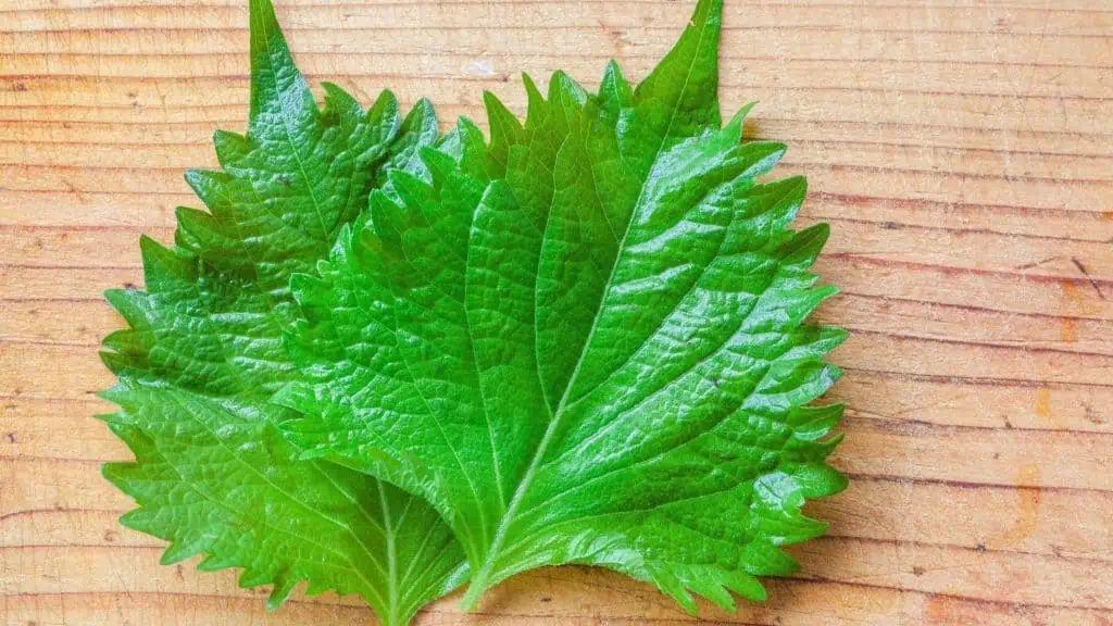 Shiso Leaves