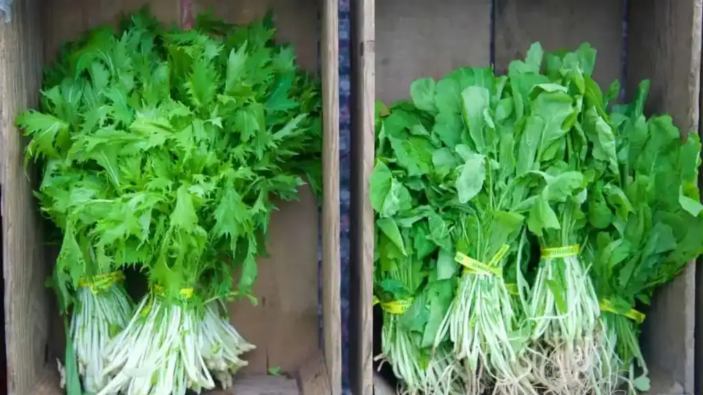 Arugula vs. Rocket