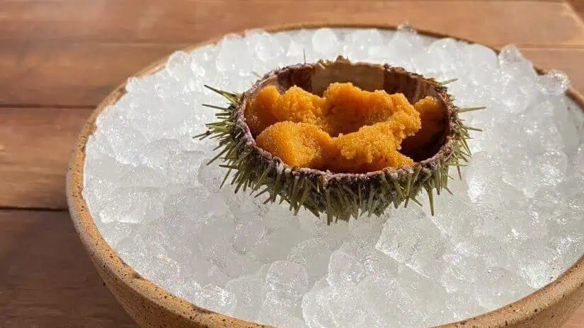Sea Urchin