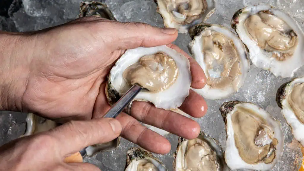 Oysters