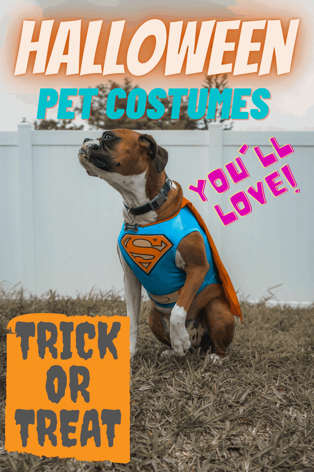 Halloween Pet Costume Ideas Everyone will Scream For
