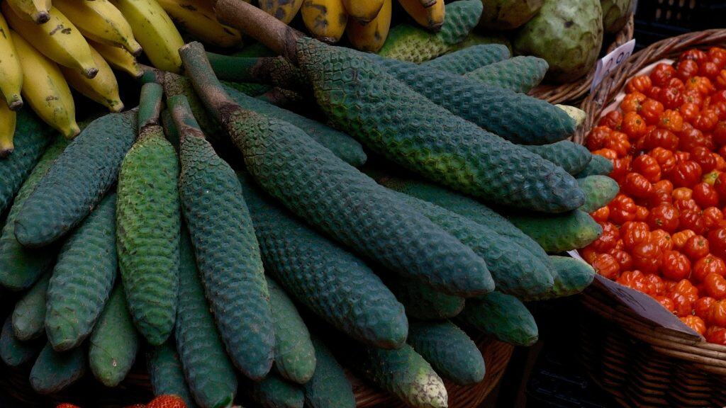 monstera deliciosa