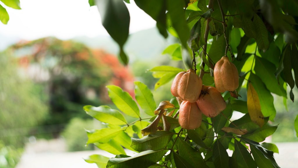 Ackee