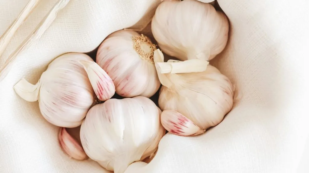 Garlic