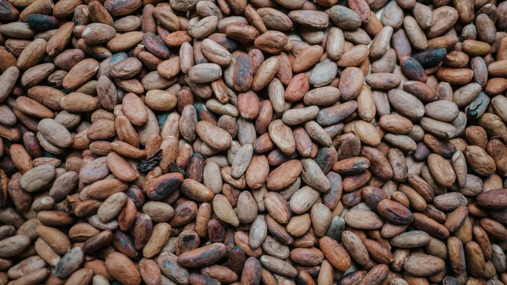 Cacao Beans