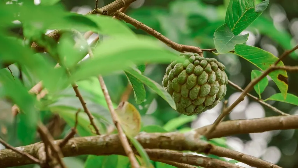 Cherimoya