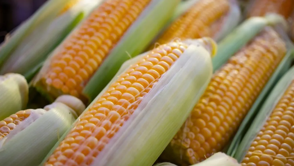Corn