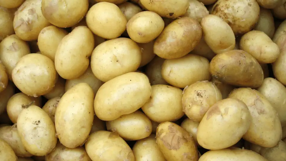Potato
