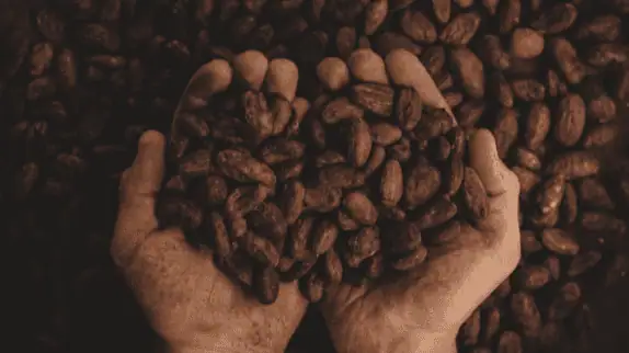 Cacao