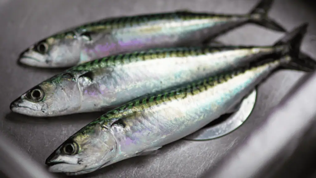 Fish