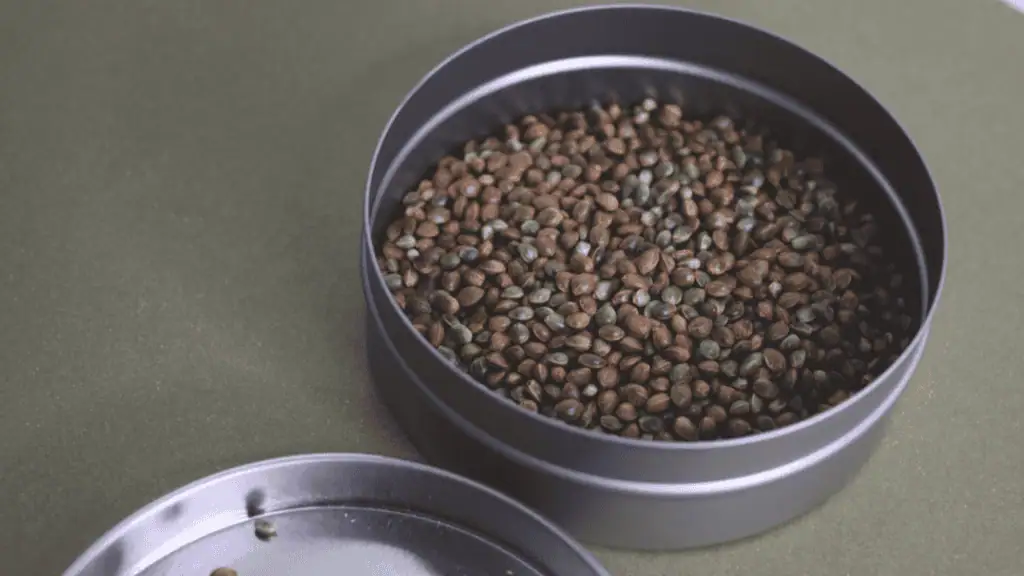 Hemp Seed