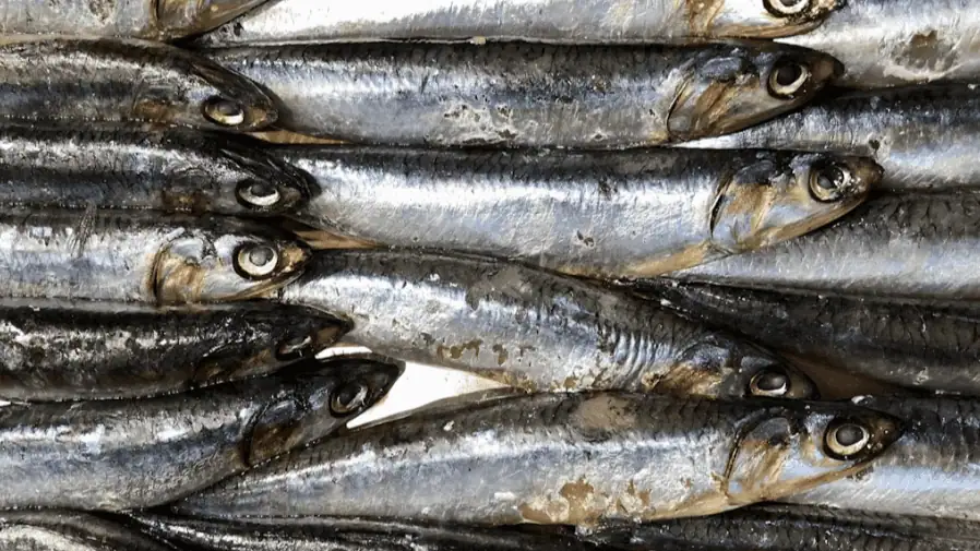 Anchovies