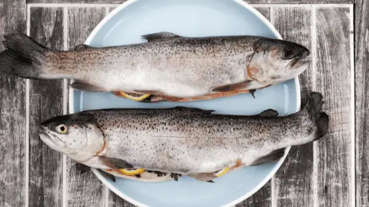 Trout