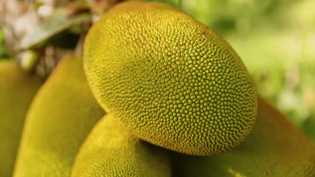Jackfruit