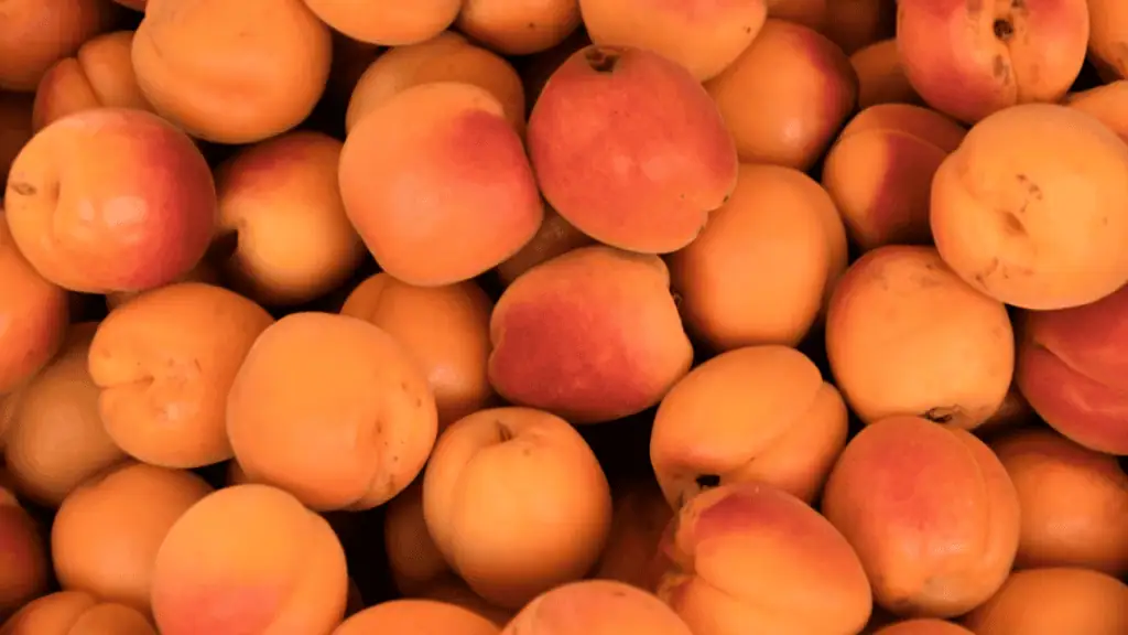 Apricots