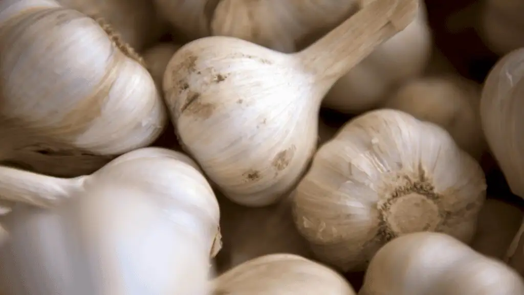 Garlic