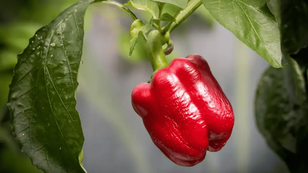 Bell Peppers
