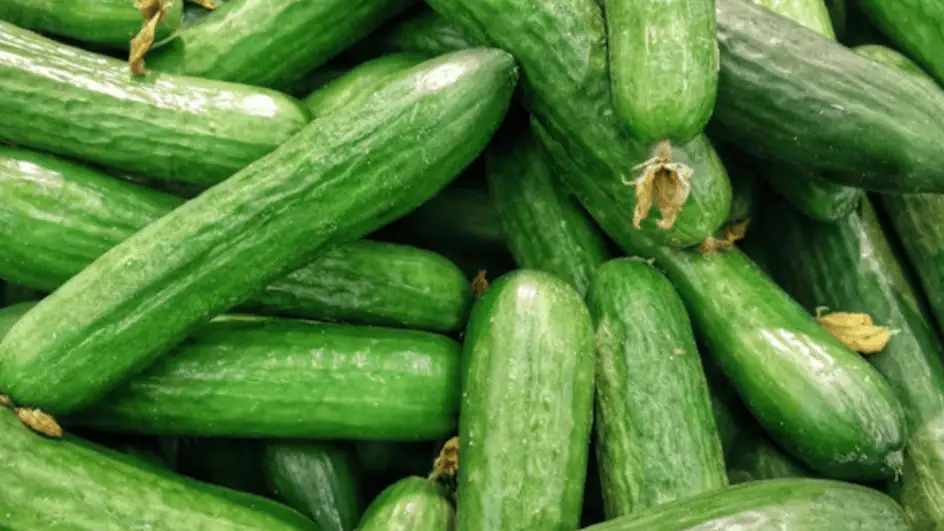 Cucumber