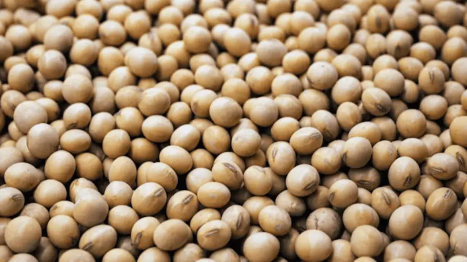 Soy
