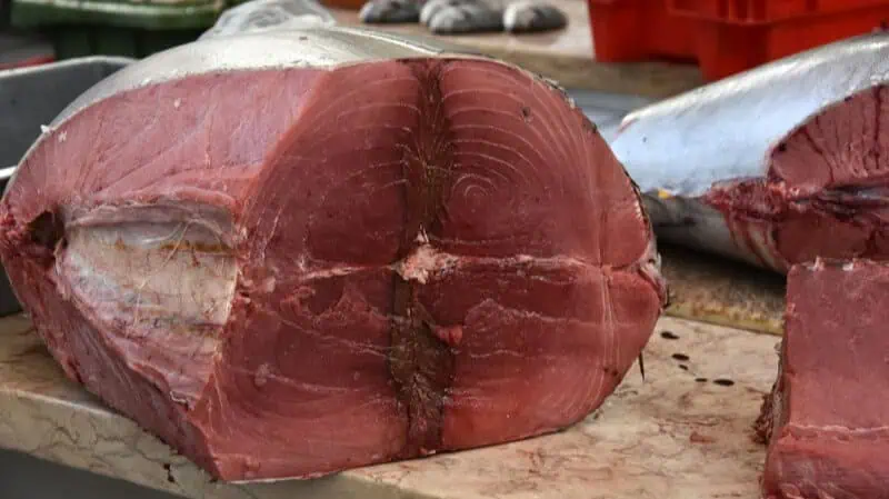 Tined Tuna