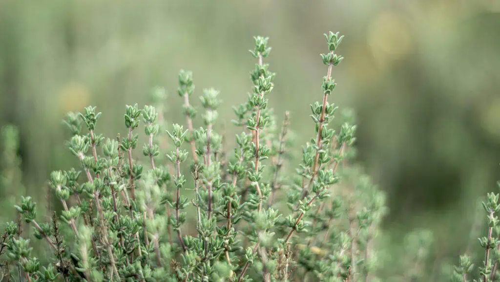 Thyme