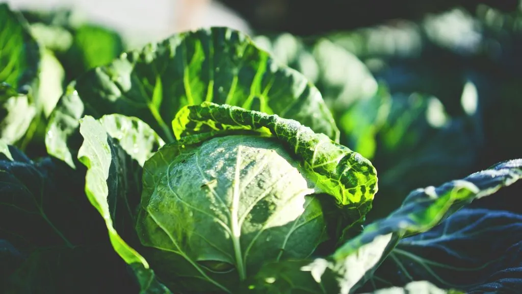 Cabbage