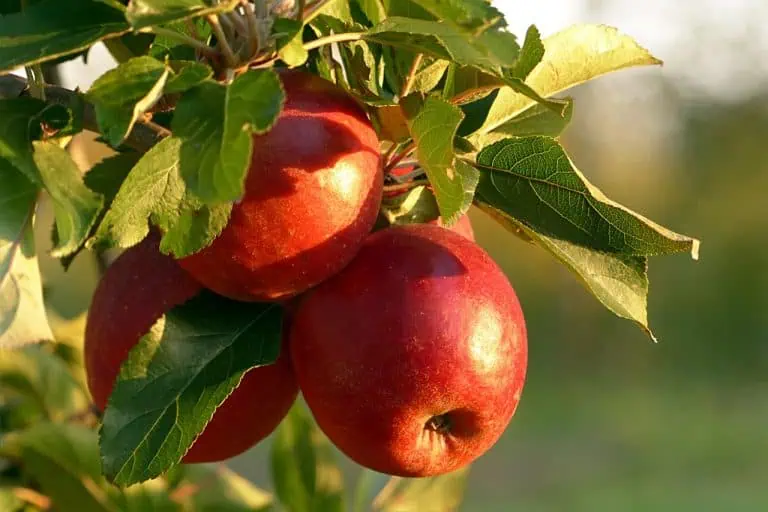 8 Low-Glycemic Carbs Recommended by Nutritionists