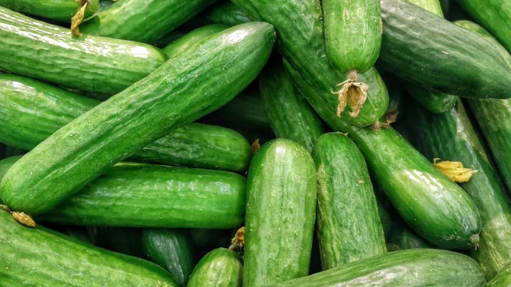 Cucumber