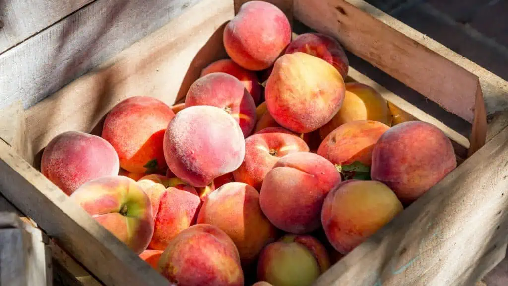 Peaches