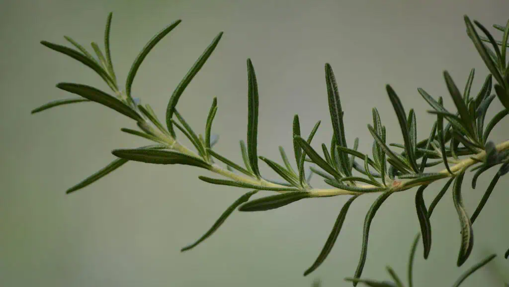 Rosemary