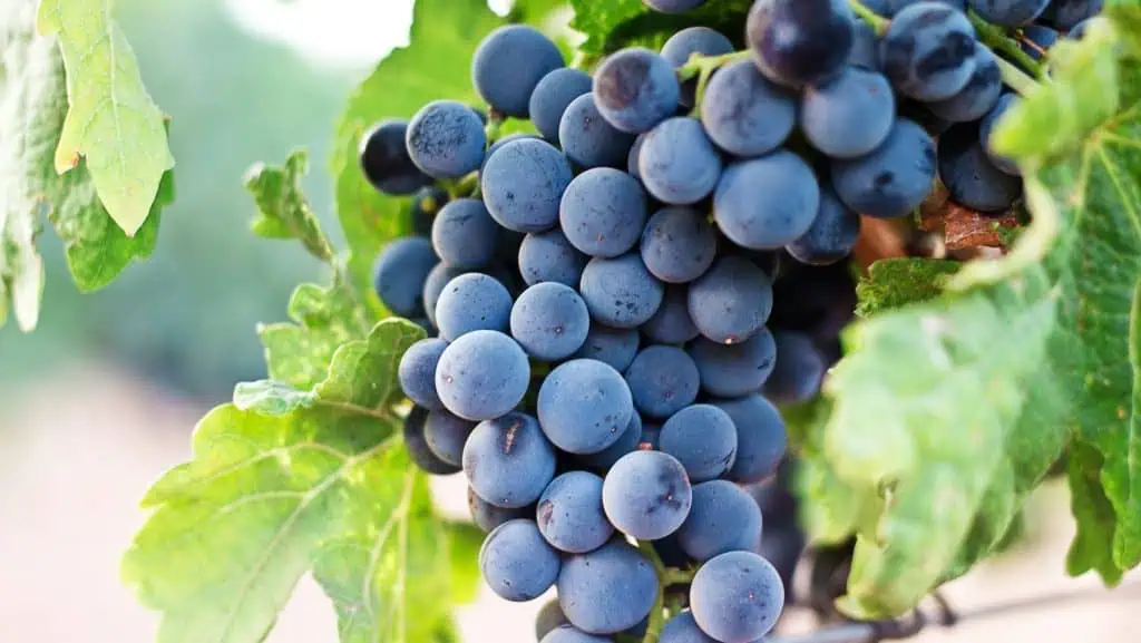 Grapes