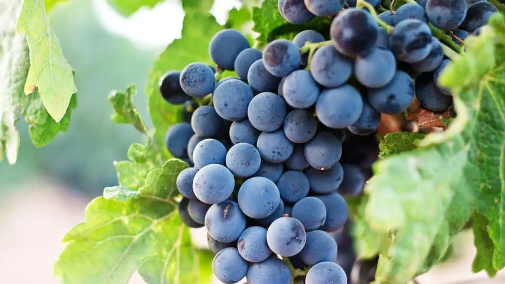 Grapes
