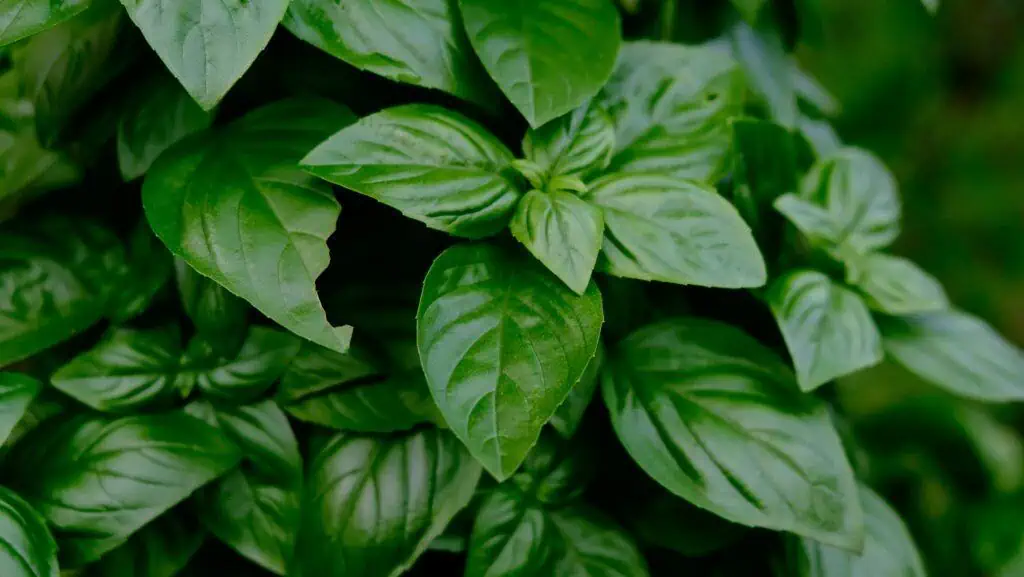 Basil