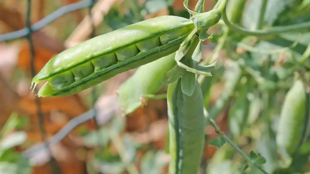Sugar Snap Peas: Sweet Crisp