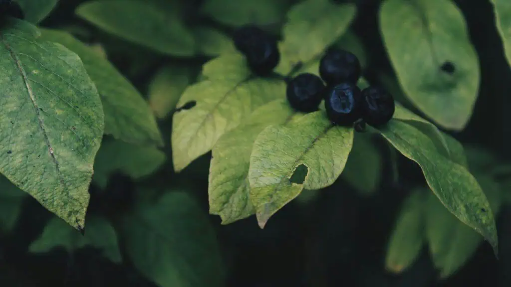 Montana's Huckleberry Heaven